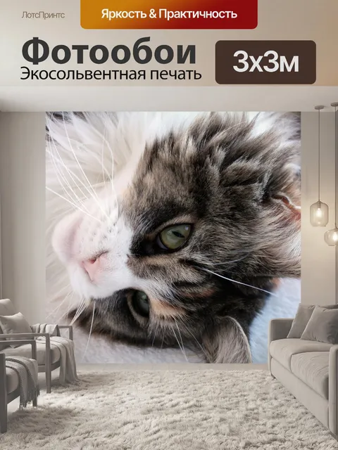 Фотообои Котенок