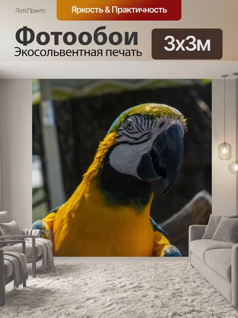 Фотообои Синий и желтый ара