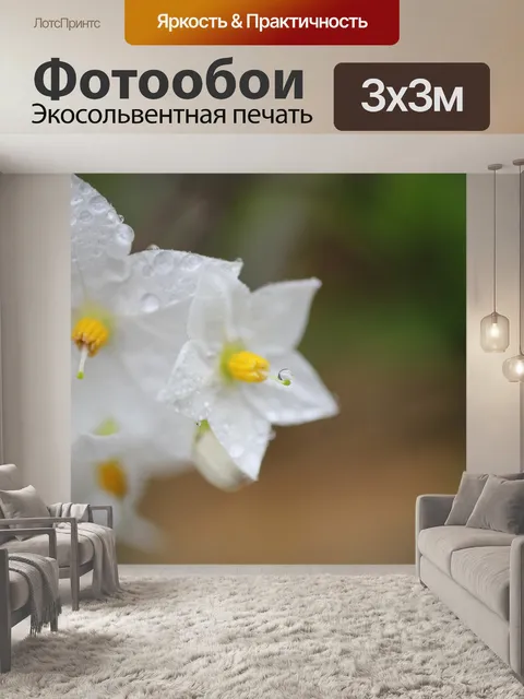 Фотообои Цветы