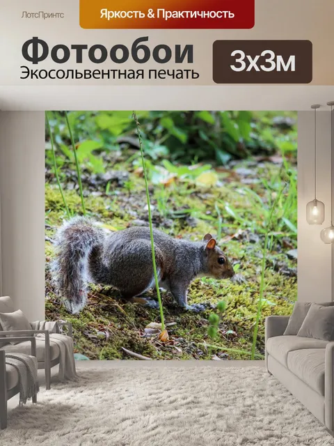 Фотообои Белка