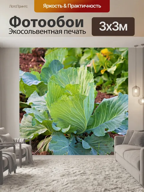 Фотообои Белокочанная капуста
