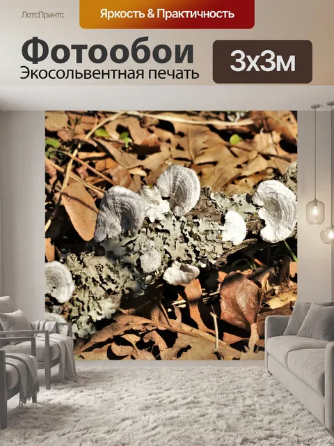 Фотообои Белые грибы скобки на бревне