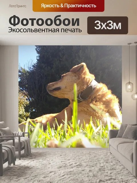 Фотообои Собака