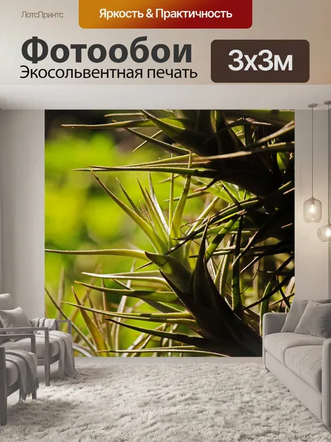 Фотообои колючие листья эпифитного растения