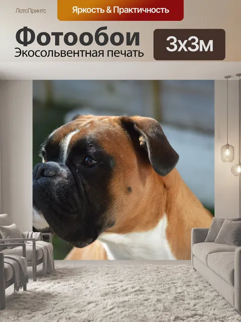Фотообои Боксер собаки