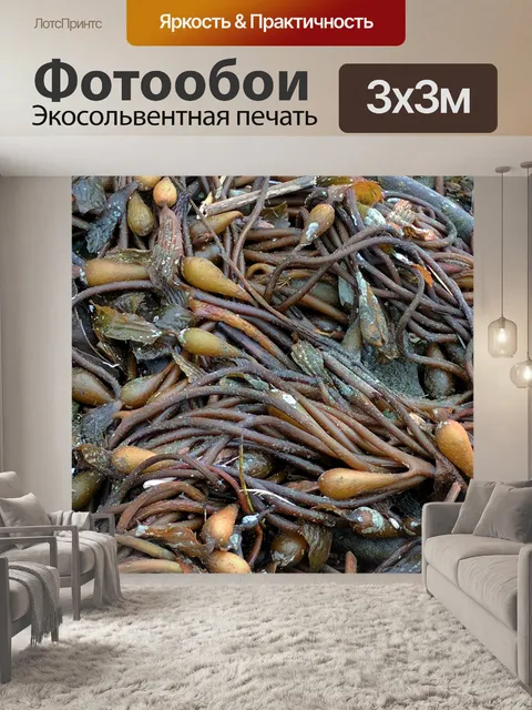 Фотообои Морские водоросли фона