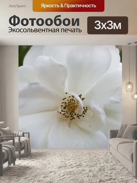 Фотообои Белая роза