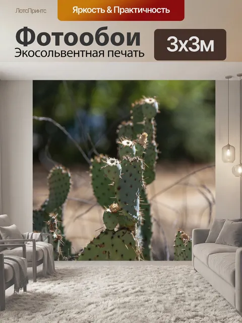Фотообои Нотальные кактусы