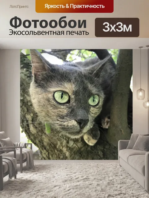 Фотообои Cat