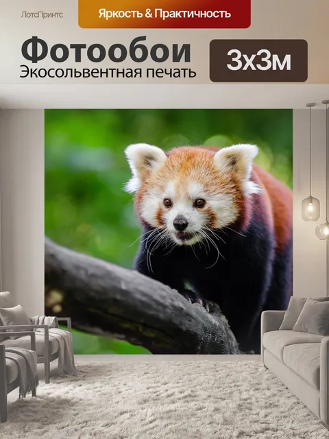 Фотообои Красная панда
