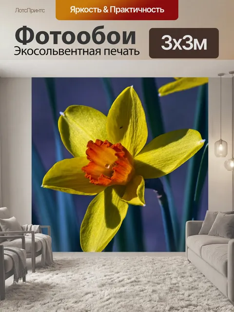 Фотообои Желтый и оранжевый желтый нарцисс