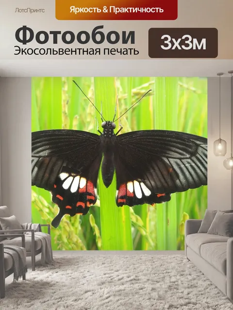 Фотообои Бабочка