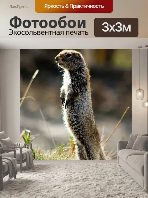 Фотообои Арктический суслик