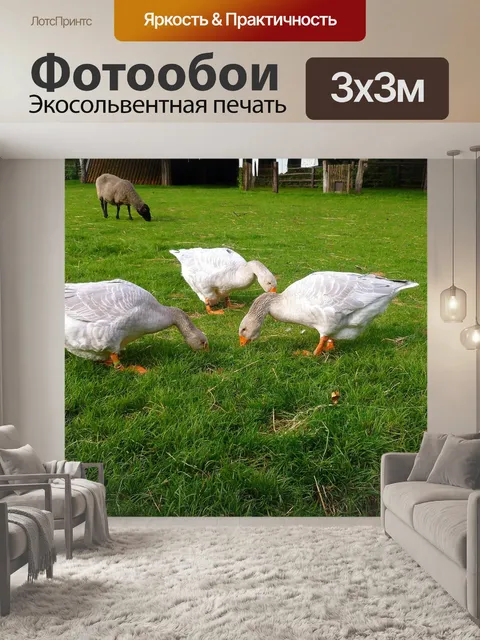 Фотообои Гуси