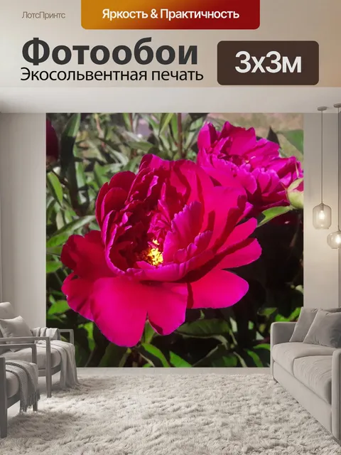 Фотообои Пион