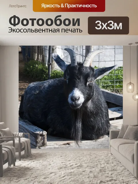 Фотообои Черный козел