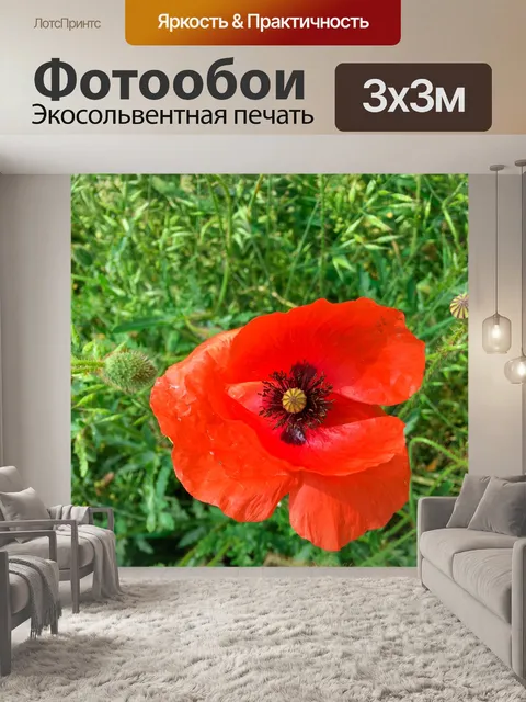 Фотообои красный цветок мака