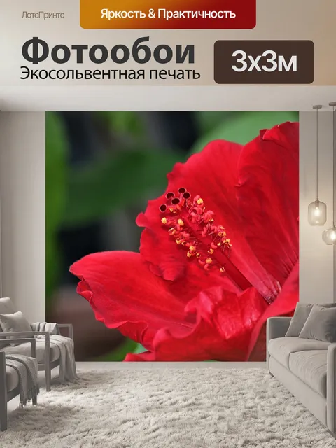 Фотообои Красный Гибискус крупным планом