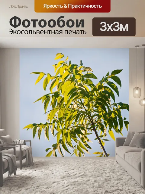 Фотообои листья ореха пекан на фоне неба
