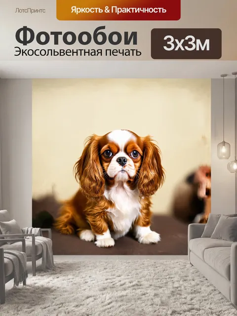 Фотообои собака, кавалер кинг чарльз спаниель, веселая, сфотографированная в стиле макросъемки, сเน้น на ее милой…