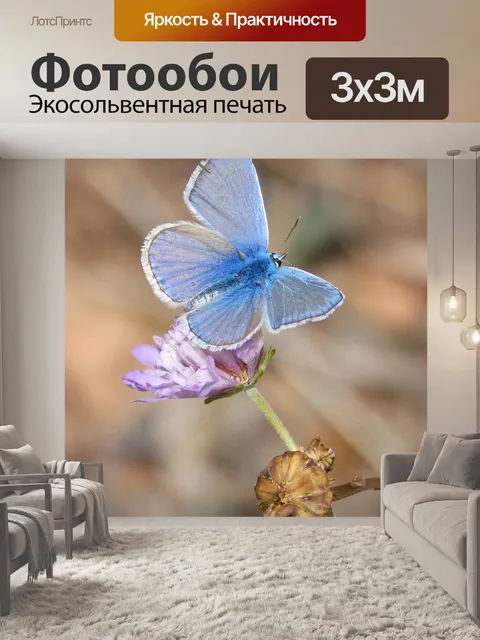 Фотообои Бабочка