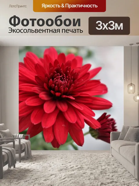 Фотообои Красная хризантема и бутон