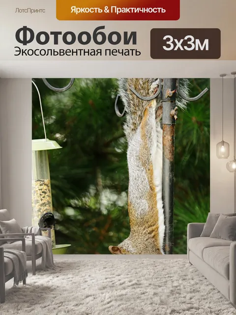 Фотообои Серая белка