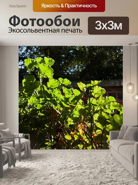 Фотообои солнечный свет на зеленых листьях герани