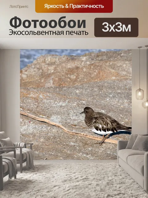 Фотообои Воробей на океан