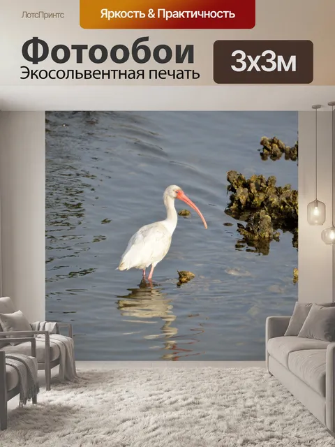 Фотообои Ibis Bird