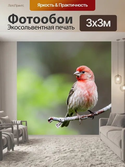 Фотообои Птицы с красной головой