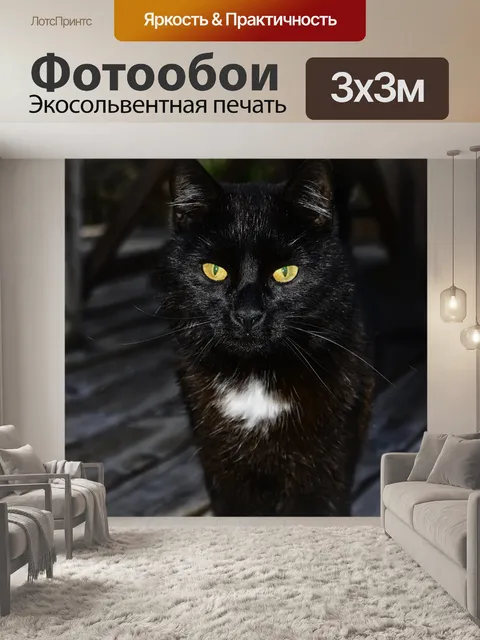 Фотообои Черный кот.