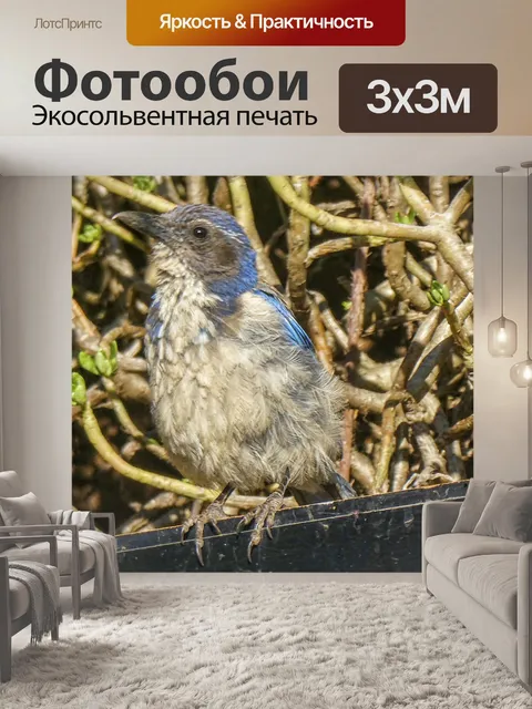 Фотообои Скрап-синяя птица