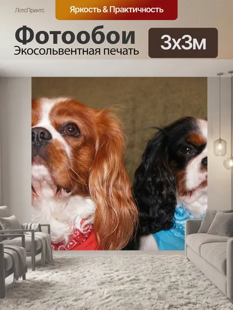 Фотообои Кавалер кинг чарльз спаниель