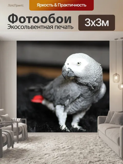 Фотообои Африканский серый попугай