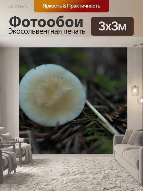 Фотообои Малый Круглый Браун белый гриб