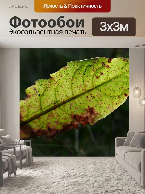 Фотообои Одуванчик