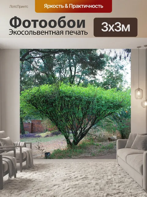 Фотообои кустарник обрезается
