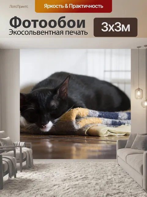 Фотообои черная кошка