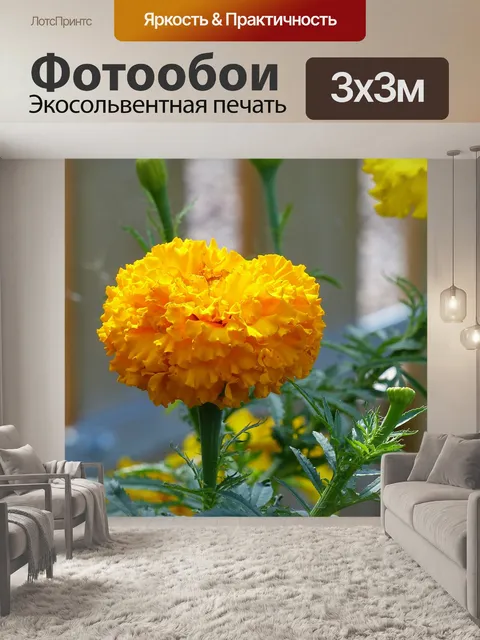 Фотообои Бархатцы