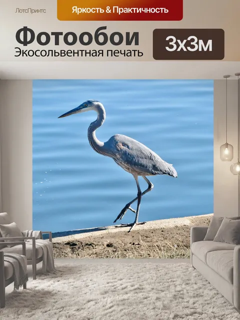 Фотообои Голубая цапля