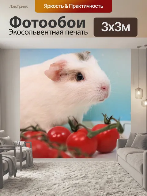Фотообои Морская свинка