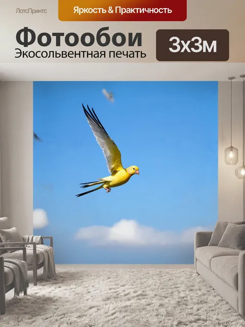 Фотообои корелла в полёте, рассекающая лазурное небо, захвачена в момент ловкости и грации