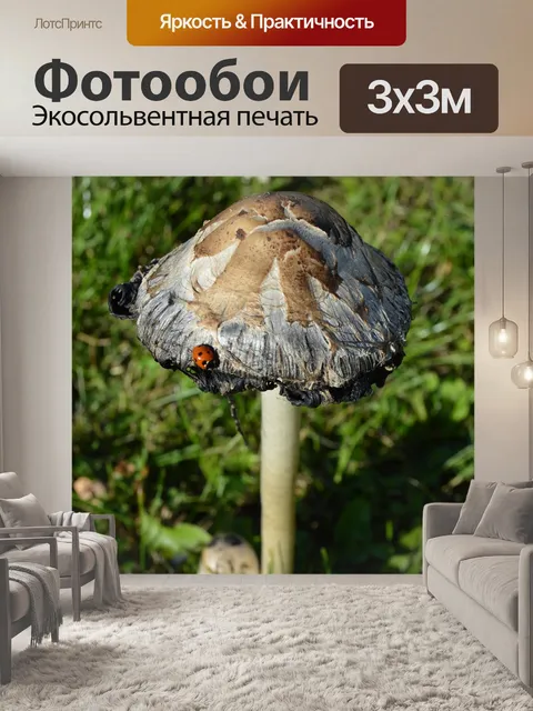 Фотообои Гриб