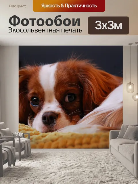 Фотообои Кавалер кинг чарльз спаниель
