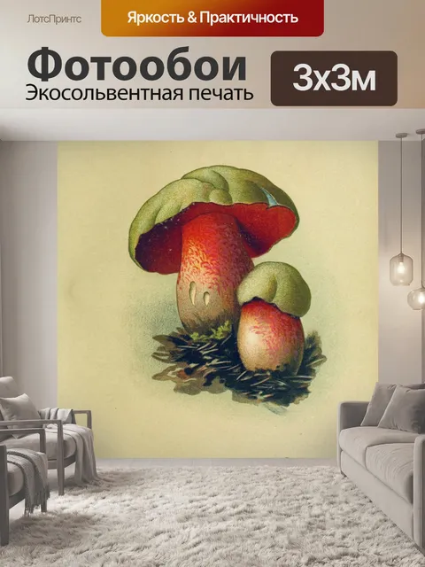 Фотообои Грибы ядовитые старинные искусства