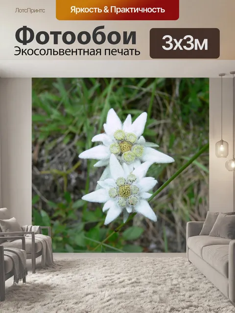 Фотообои Эдельвейс