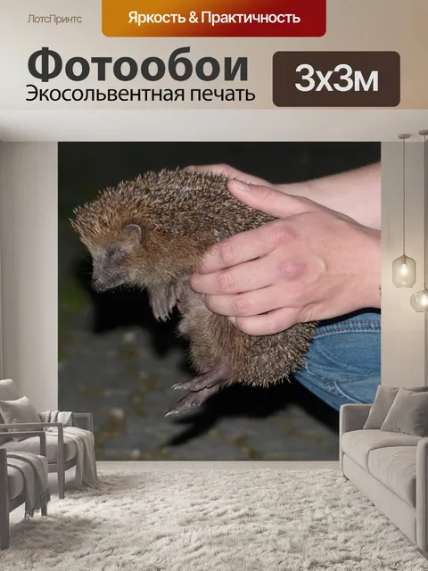 Фотообои Ежик