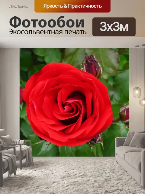 Фотообои Красивый яркий Красная роза