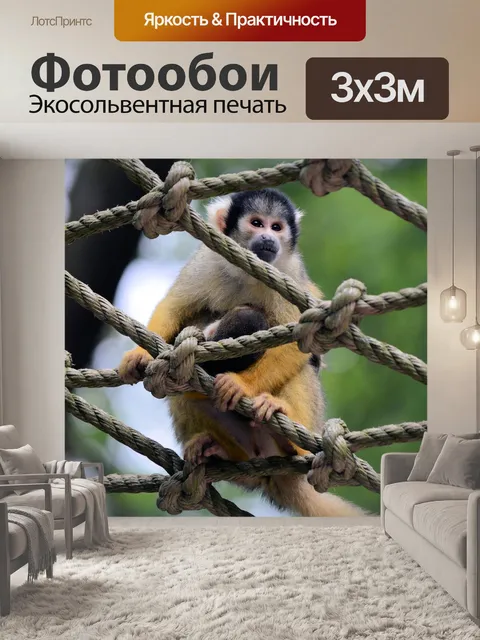 Фотообои Белка обезьяны